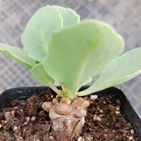 Rare Othonna Herrei Succulent 1 inch starter plant – Unique Miniature Plant for Collectors