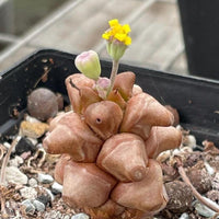 Rare Othonna Herrei Succulent 1 inch starter plant – Unique Miniature Plant for Collectors