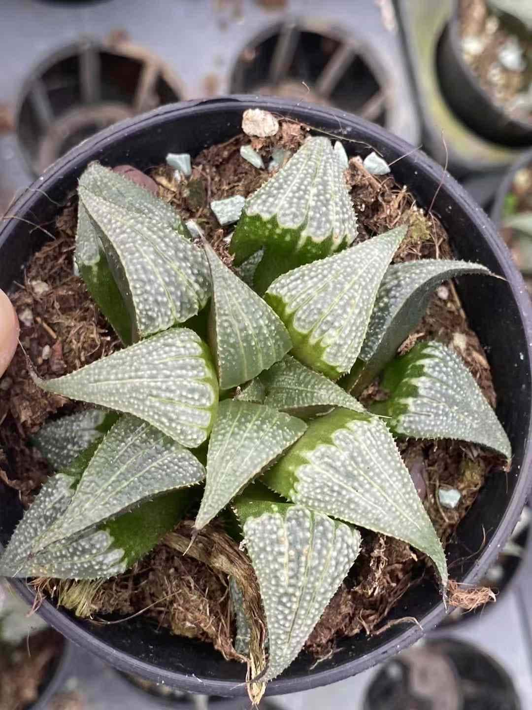 Rare Succulents - Haworthia Badia Aluminum Star (3”)– 1am Succulents