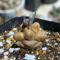 Rare Othonna Herrei Succulent 1 inch starter plant – Unique Miniature Plant for Collectors
