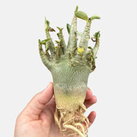 a person holding up a plant with roots