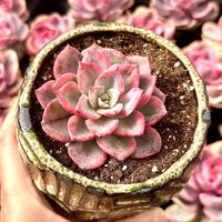 Rare Succulents - Graptoveria Variegated Harry Watson