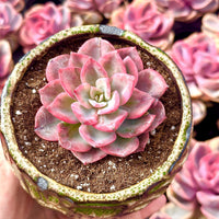 Rare Succulents - Graptoveria Variegated Harry Watson