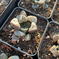 Rare Succulents - Haworthia Mordor (2.5")