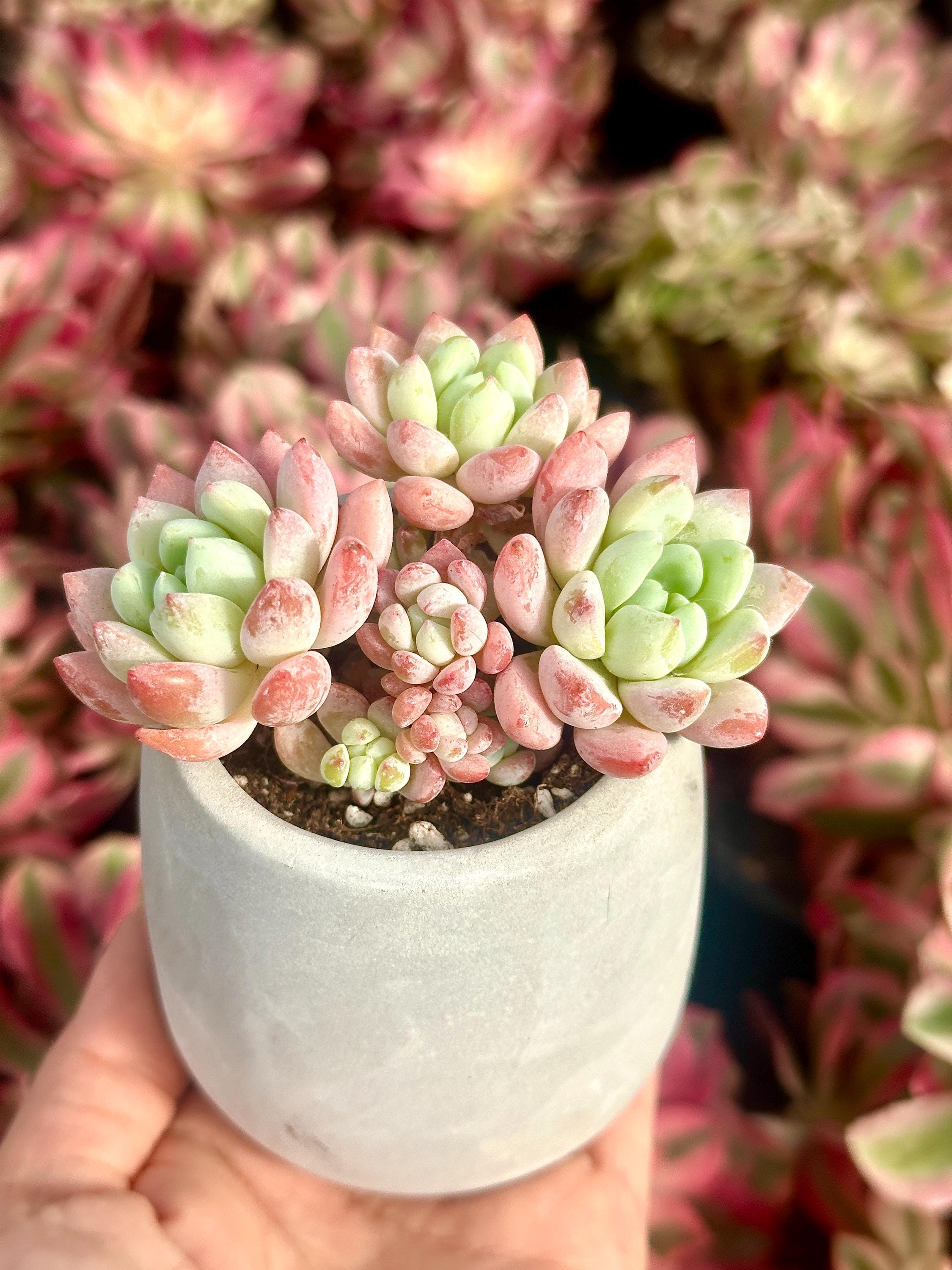 M✧succulent ·͜· ︎︎ᕷ Echeveria Sakura, Succulent Plant Unique Home Decor Gift Low