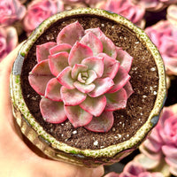 Rare Succulents - Graptoveria Variegated Harry Watson
