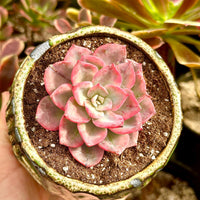 Rare Succulents - Graptoveria Variegated Harry Watson