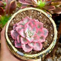 Rare Succulents - Graptoveria Variegated Harry Watson