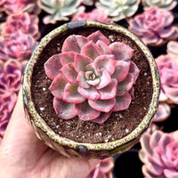 Rare Succulents - Graptoveria Variegated Harry Watson