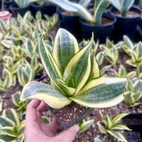 Rare Succulents - Sansevieria Golden Hahnii Variegated
