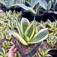 Rare Succulents - Sansevieria Golden Hahnii Variegated