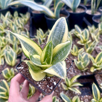 Rare Succulents - Sansevieria Golden Hahnii Variegated