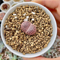 Lithops bromfieldii v. Glaudinae ‘Embers’ C393A (0.5“)