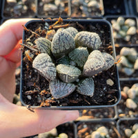 Rare Succulents - Haworthia Mordor (2.5")