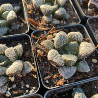 Rare Succulents - Haworthia Mordor (2.5")