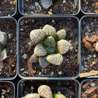 Rare Succulents - Haworthia Mordor (2.5")