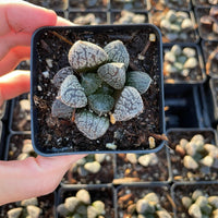 Rare Succulents - Haworthia Mordor (2.5")