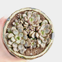 a person holding a small potted plant in their hand
