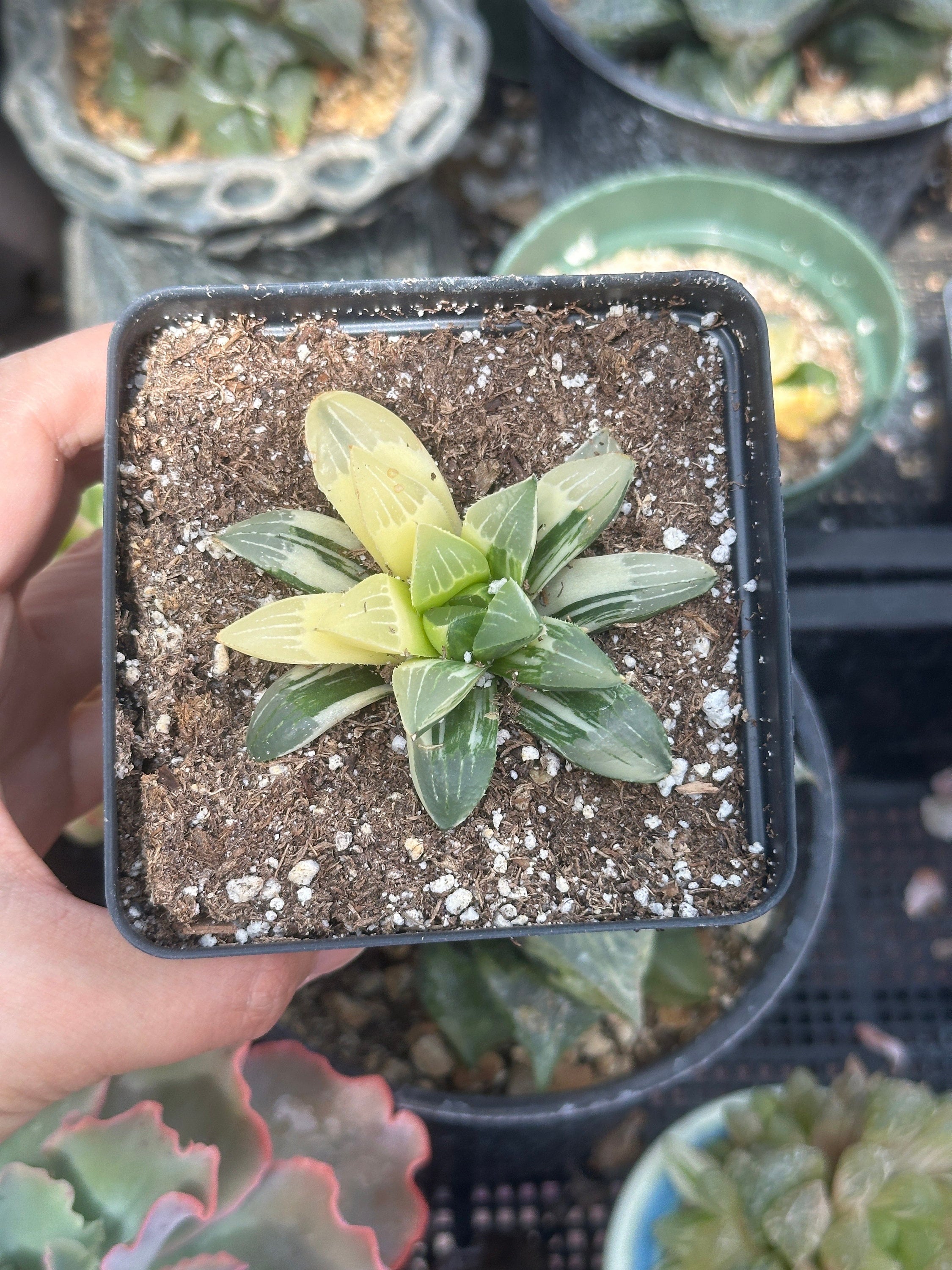 Rare Succulents - Haworthia Variegated Heidelbergensis Single Stem