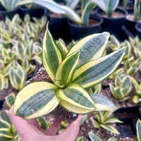 Rare Succulents - Sansevieria Golden Hahnii Variegated