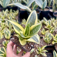Rare Succulents - Sansevieria Golden Hahnii Variegated