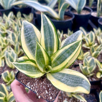 Rare Succulents - Sansevieria Golden Hahnii Variegated