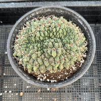 Rare Cactus - Gymnocalycium Baldianum Crested