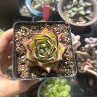 Rare Succulents - Echeveria Agavoides Ebony (2.5"-3"), Live Plant