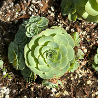 Rare Succulents - Aeonium Greenovia Moonlight Cluster