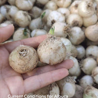 a hand holding a bunch of garlic in it's palm