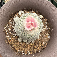 Rare Cactus - Epithelantha micromeris single stem