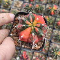 Rare Cactus - Gymnocalycium Mihanovichii Variegata (1.5”-2”)