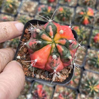Rare Cactus - Gymnocalycium Mihanovichii Variegata (1.5”-2”)