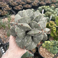 Rare Cactus - Astrophytum Myriostigma cluster (5.5” pot)