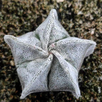 a close up of a flower on the ground