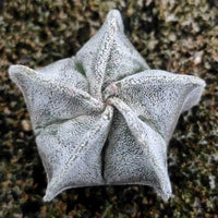 a close up of a flower on the ground