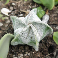 a close up of a plant on a dirt ground