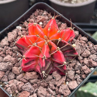 Rare Cactus - Gymnocalycium Mihanovichii Var. Friedrichii Werderm Variegata