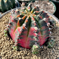 Rare Cactus - Gymnocalycium Mihanovichii Variegata