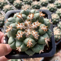 Rare Cactus - Coryphantha elephantidens var.tanshi