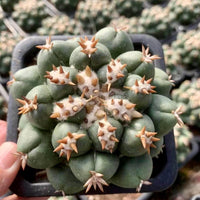 Rare Cactus - Coryphantha elephantidens var.tanshi