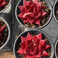 Rare Succulents - Echeveria Agavoides Rubin (1.5")