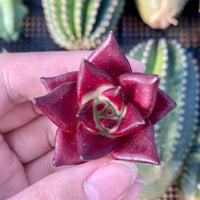Rare Succulents - Echeveria Agavoides Rubin mini