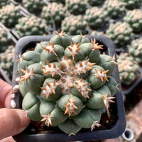Rare Cactus - Coryphantha elephantidens var.tanshi