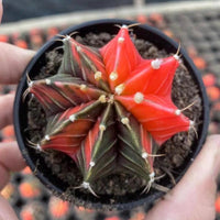 Gymnocalycium Mihanovichii Var. Friedrichii Werderm Variegata