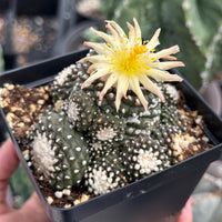 Rare Cactus, Copiapoa Tenuissima Large Cluster