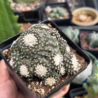 Rare Cactus, Copiapoa Tenuissima Large Cluster