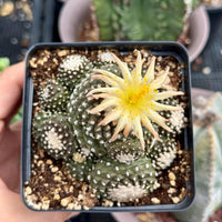 Rare Cactus, Copiapoa Tenuissima Large Cluster