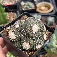 Rare Cactus, Copiapoa Tenuissima Large Cluster