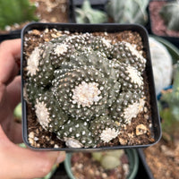 Rare Cactus, Copiapoa Tenuissima Large Cluster